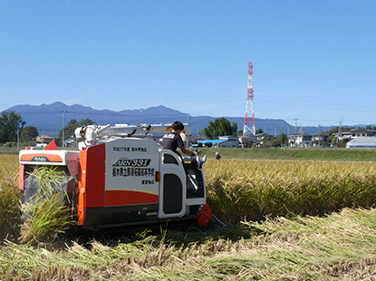 収穫の様子。収穫したお米は、バイオマス原料として活用していく予定です。