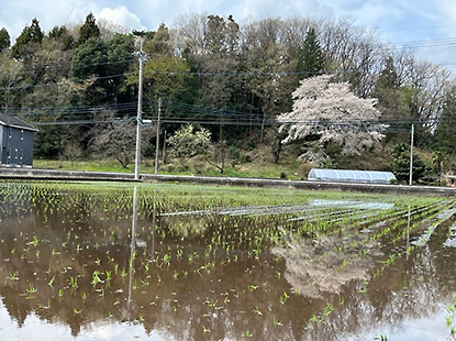 田植えは昨年より10日ほど早く、桜の時期に行いました。