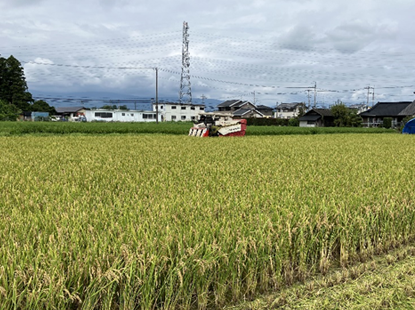 栽培している5品種のうち、一番早く収穫期を迎えた「きたげんき」。収量も上々です。